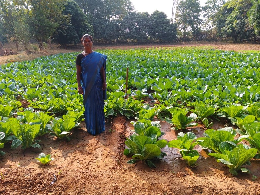 Sustainable Vegetable Farming Field