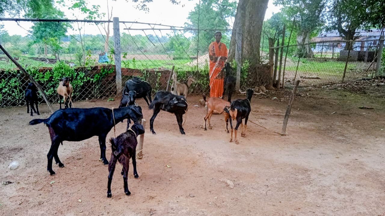 Poonam Kullu Goat Rearing Training & Herd