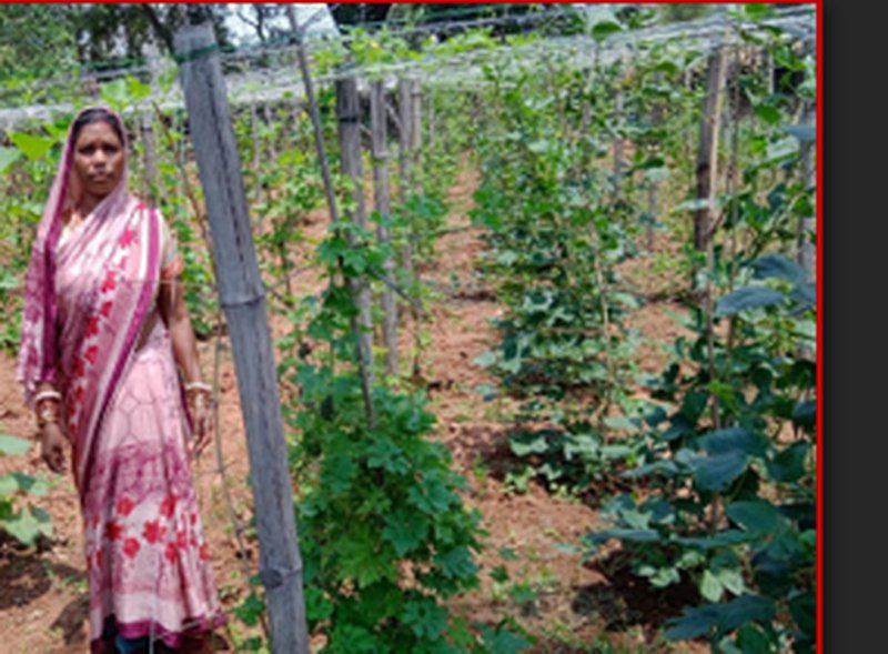 Urmila Devi in her vegetable field trellis